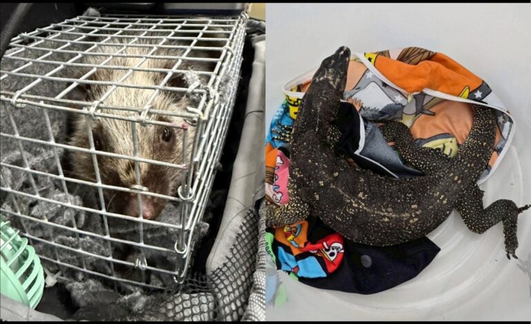 “ศุลกากร” รวบชายไทยลอบนำเข้า “ตะกวด-หนูป่าใหญ่” จากฟิลิปปินส์